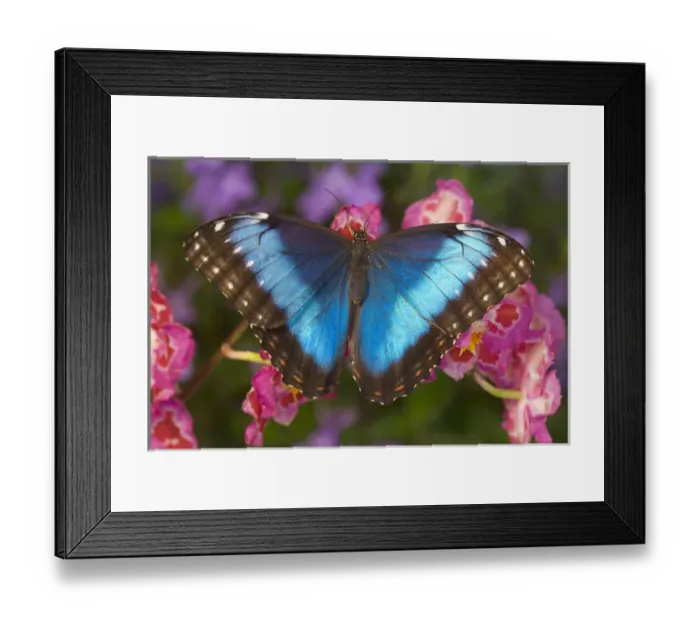 Framed Print : Tropical Butterfly the Blue Morpho, Morpho granadensis on pink orchid Framed Print : Tropical Butterfly the Blue Morpho, Morpho granadensis on pink orchid
