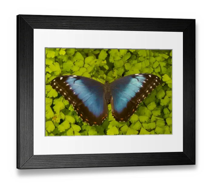 Framed Print : Tropical Butterfly the Blue Morpho, Morpho granadensis, on fern Framed Print : Tropical Butterfly the Blue Morpho, Morpho granadensis, on fern