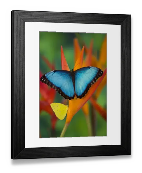 Framed Print : Tropical Butterfly the Blue Morpho, Morpho granadensis, on orange Heliconia Flowers Framed Print : Tropical Butterfly the Blue Morpho, Morpho granadensis, on orange Heliconia Flowers