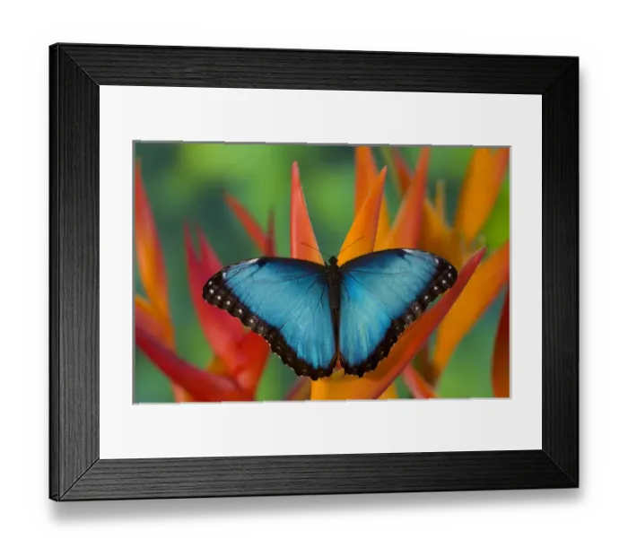 Framed Print : Tropical Butterfly the Blue Morpho, Morpho granadensis, on orange Heliconia Flowers