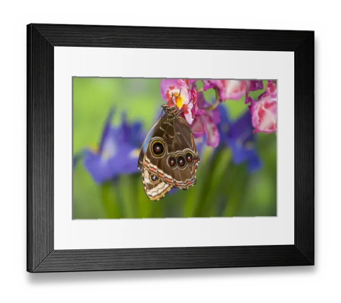 Framed Print : Tropical Butterfly the Blue Morpho, Morpho granadensis, wings closed on orchid Framed Print : Tropical Butterfly the Blue Morpho, Morpho granadensis, wings closed on orchid