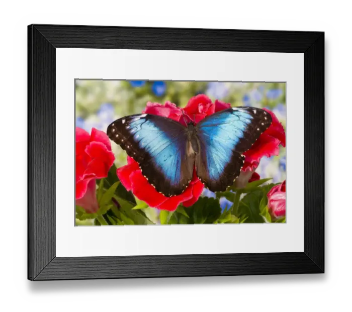 Framed Print : Tropical Butterfly the Blue Morpho, Morpho peleides Framed Print : Tropical Butterfly the Blue Morpho, Morpho peleides