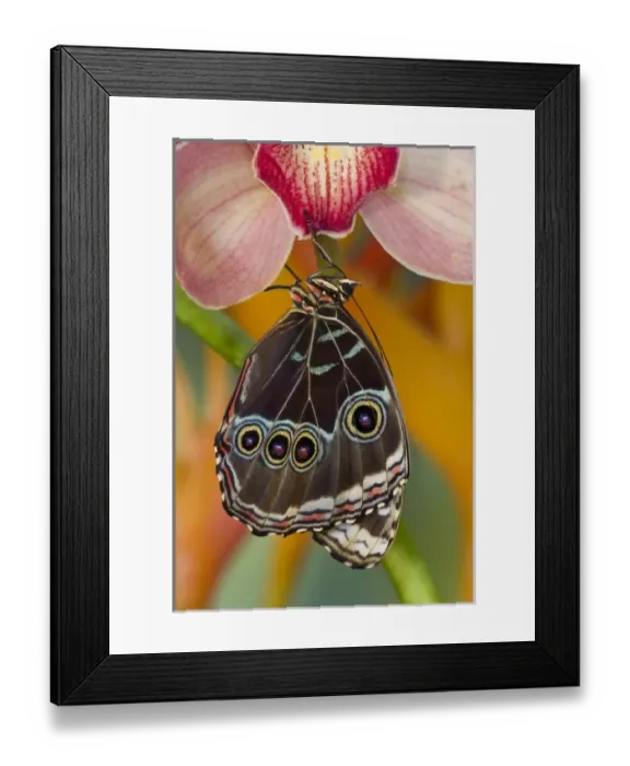 Framed Print : Tropical Butterfly the Blue Morpho, Morpho peleides wings closed hanging on Orchid