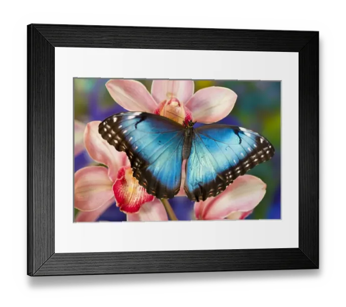 Framed Print : Tropical Butterfly the Blue Morpho, Morpho pileides, open winged on tropical orchid Framed Print : Tropical Butterfly the Blue Morpho, Morpho pileides, open winged on tropical orchid