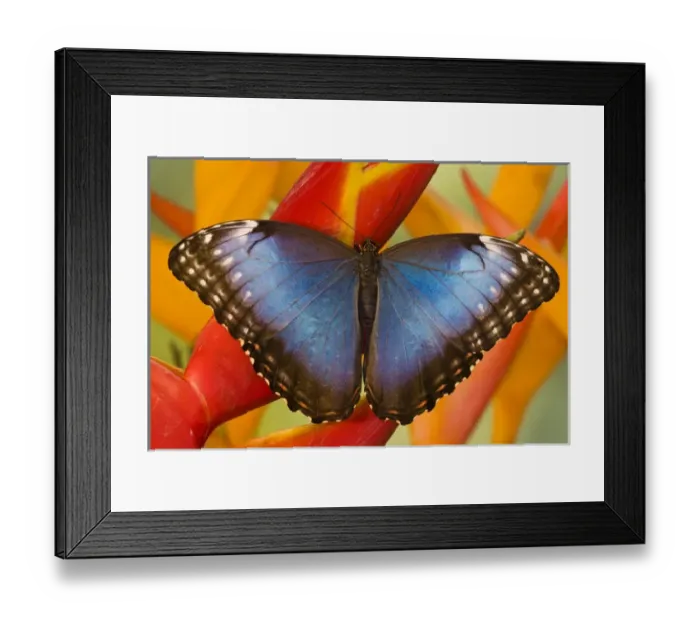 Framed Print : Tropical Butterfly the Blue Morpho, Morpho peleides on Heliconia Framed Print : Tropical Butterfly the Blue Morpho, Morpho peleides on Heliconia