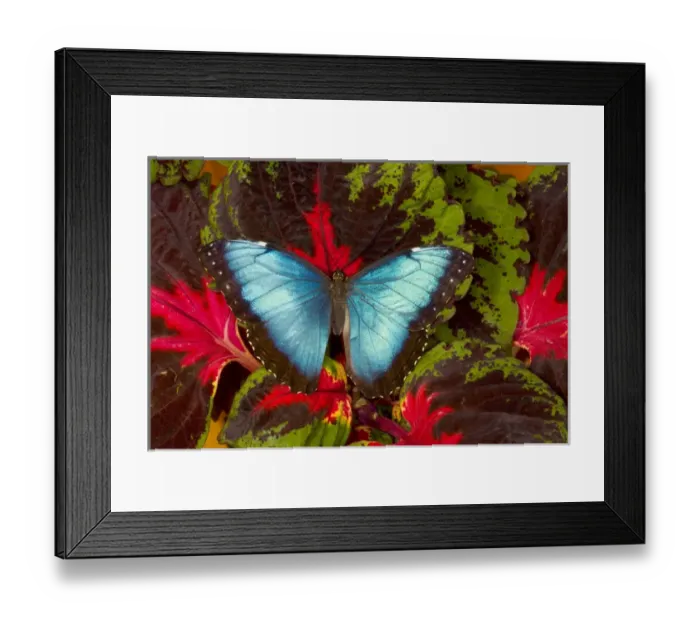Framed Print : Tropical Butterfly the Blue Morpho, Morpho peleides, open winged on Coleus Plant Framed Print : Tropical Butterfly the Blue Morpho, Morpho peleides, open winged on Coleus Plant