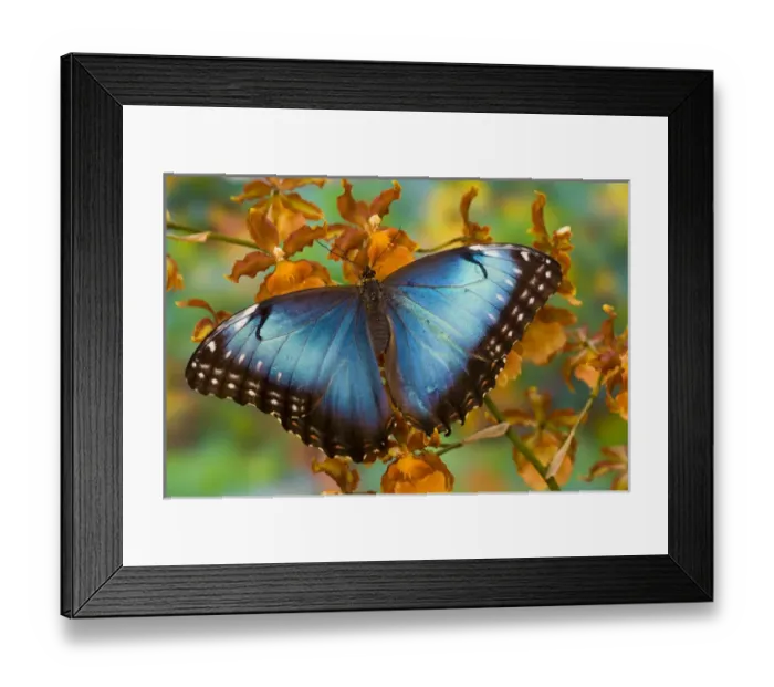 Framed Print : Tropical Butterfly the Blue Morpho, Morpho pileides, open winged on tropical orchid Framed Print : Tropical Butterfly the Blue Morpho, Morpho pileides, open winged on tropical orchid