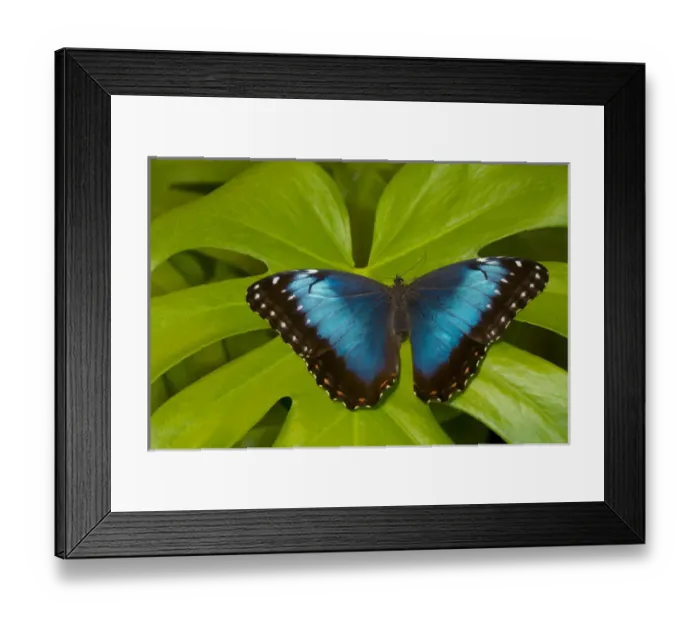 Framed Print : Blue Morpho Butterfly, Morpho granadensis Framed Print : Blue Morpho Butterfly, Morpho granadensis