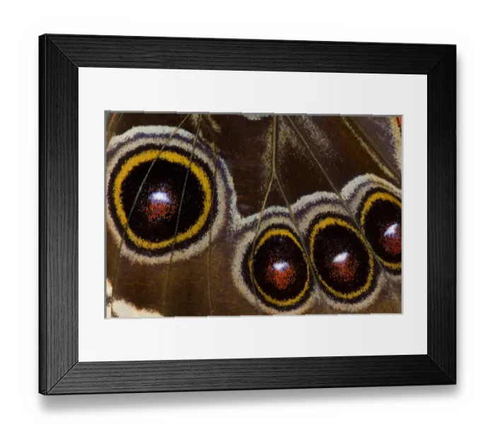 Framed Print : Blue Morpho Butterfly, Morpho granadensis, wings closed and macro showing eye spots Framed Print : Blue Morpho Butterfly, Morpho granadensis, wings closed and macro showing eye spots