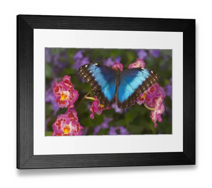 Framed Print : Blue Morpho Butterfly, Morpho granadensis, on pink orchid Framed Print : Blue Morpho Butterfly, Morpho granadensis, on pink orchid