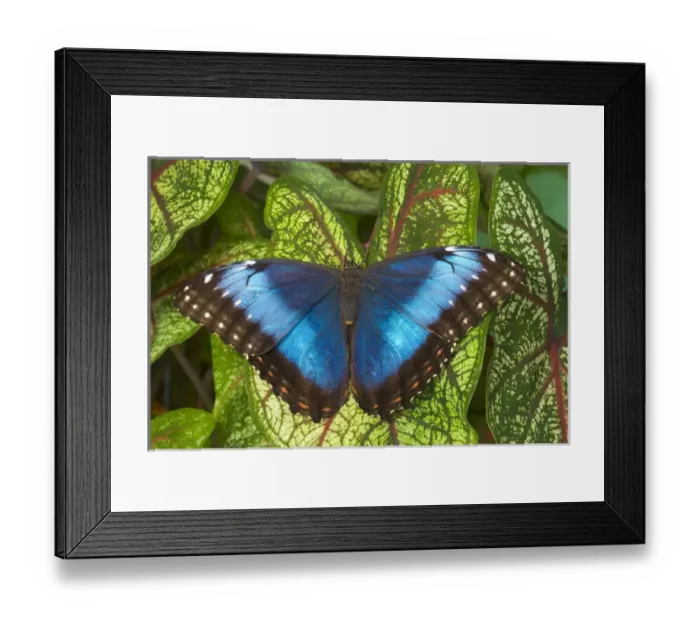 Framed Print : Blue Morpho Butterfly, Morpho granadensis, resting on Caladium Framed Print : Blue Morpho Butterfly, Morpho granadensis, resting on Caladium