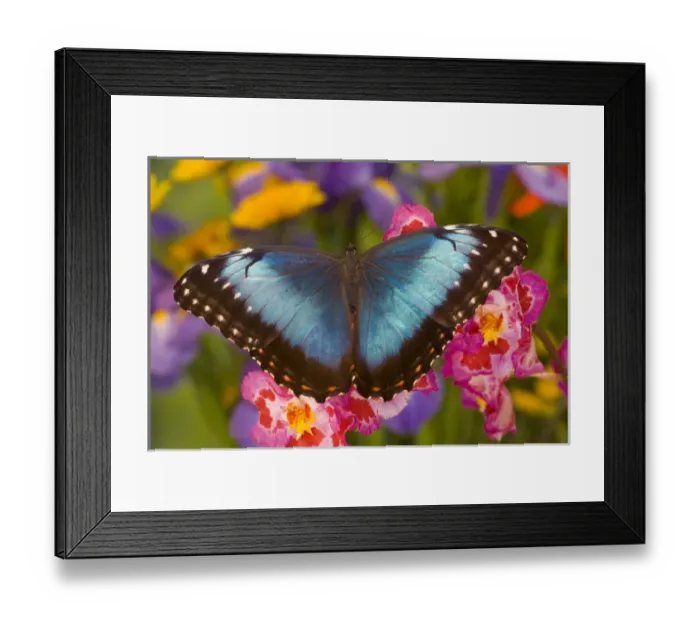 Framed Print : Blue Morpho Butterfly, Morpho granadensis, on pink orchid Framed Print : Blue Morpho Butterfly, Morpho granadensis, on pink orchid