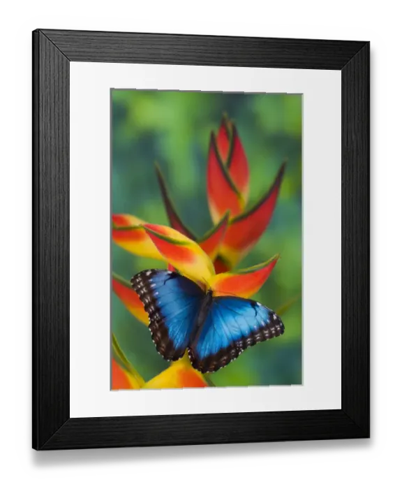 Framed Print : Blue Morpho Butterfly, Morpho granadensis, sitting on tropical Heliconia flowers Framed Print : Blue Morpho Butterfly, Morpho granadensis, sitting on tropical Heliconia flowers