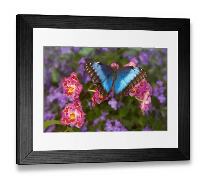 Framed Print : Blue Morpho Butterfly, Morpho granadensis, on pink orchid Framed Print : Blue Morpho Butterfly, Morpho granadensis, on pink orchid