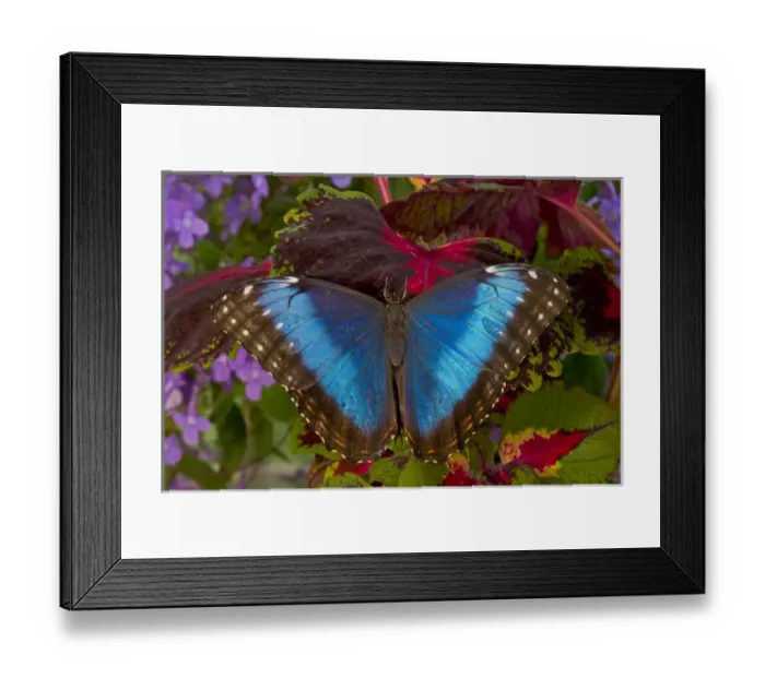 Framed Print : Blue Morpho Butterfly, Morpho granadensis, resting on Coleus Framed Print : Blue Morpho Butterfly, Morpho granadensis, resting on Coleus