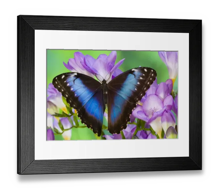 Framed Print : Blue Morpho Butterfly, Morpho peleides Framed Print : Blue Morpho Butterfly, Morpho peleides