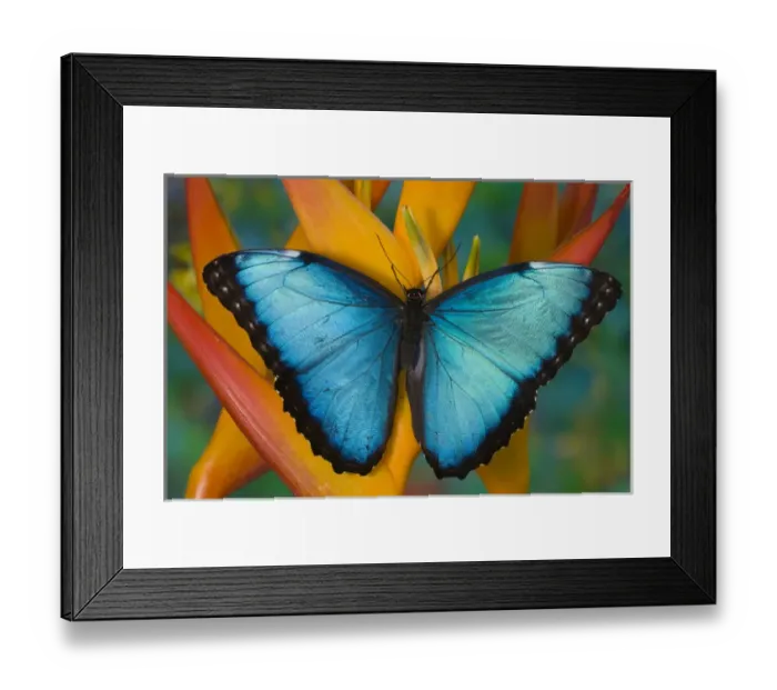 Framed Print : Blue Morpho Butterfly, Morpho peleides, on Heliconia tropical flower Framed Print : Blue Morpho Butterfly, Morpho peleides, on Heliconia tropical flower