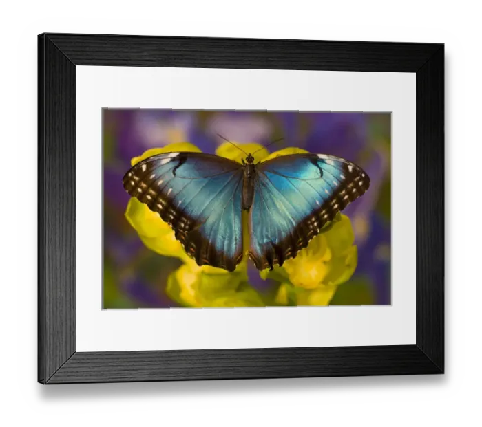 Framed Print : Blue Morpho Butterfly, Morpho peleides, on Orchid Framed Print : Blue Morpho Butterfly, Morpho peleides, on Orchid