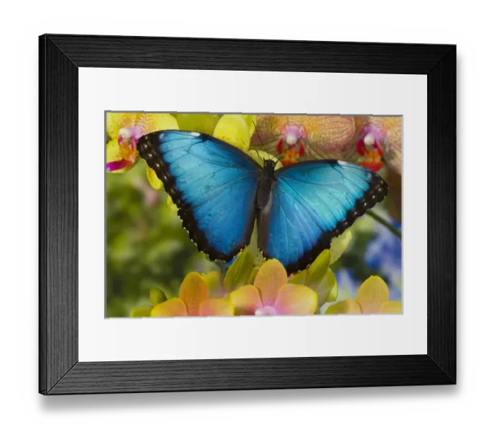 Framed Print : Blue Morpho Butterfly, Morpho peleides, on Orchid