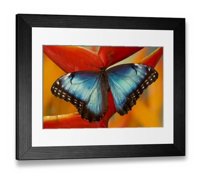 Framed Print : Blue Morpho Butterfly, Morpho peleides, on Heliconia tropical flower