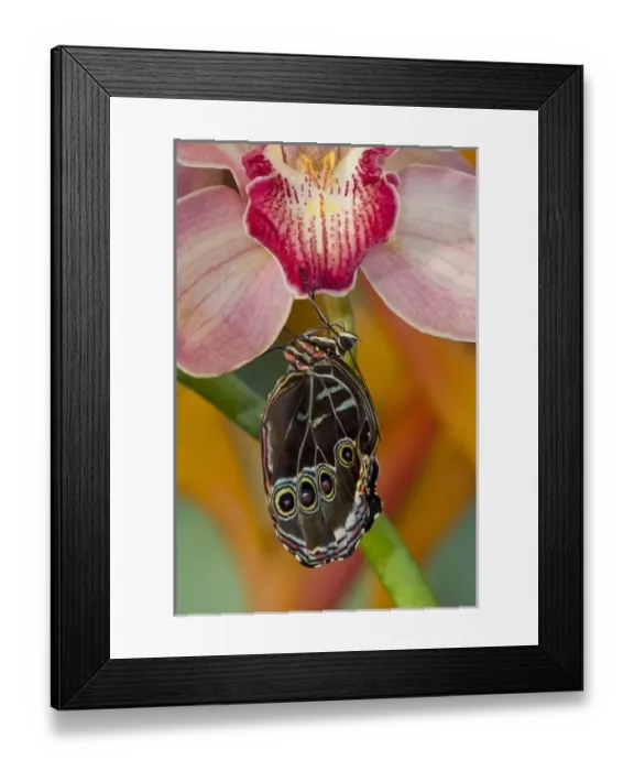 Framed Print : Blue Morpho Butterfly, Morpho peleides, on pink Orchid just hatched out and expanding Framed Print : Blue Morpho Butterfly, Morpho peleides, on pink Orchid just hatched out and expanding