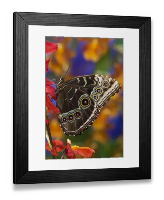 Framed Print : Blue Morpho Butterfly, Morpho peleides, on Orchid with wings closed displaying eye spots Framed Print : Blue Morpho Butterfly, Morpho peleides, on Orchid with wings closed displaying eye spots
