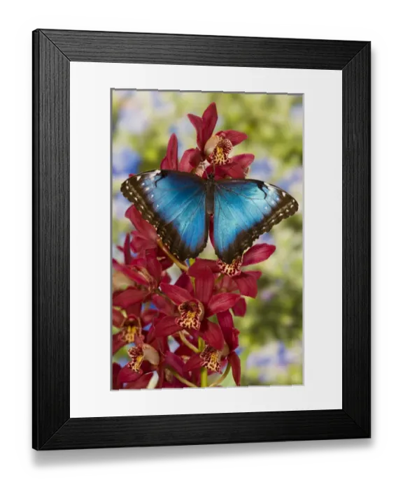 Framed Print : Blue Morpho Butterfly, Morpho peleides, on pink Orchid Framed Print : Blue Morpho Butterfly, Morpho peleides, on pink Orchid