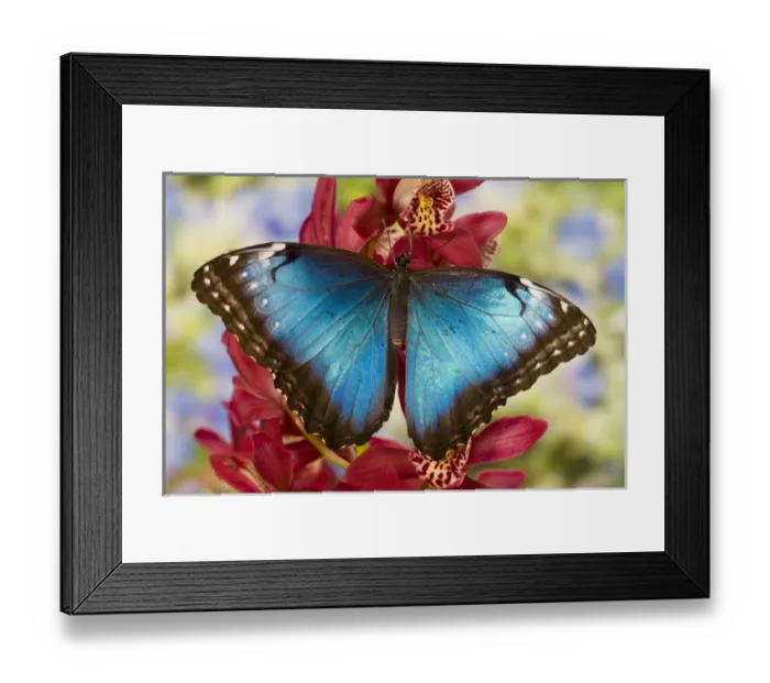 Framed Print : Blue Morpho Butterfly, Morpho peleides, on pink Orchid Framed Print : Blue Morpho Butterfly, Morpho peleides, on pink Orchid