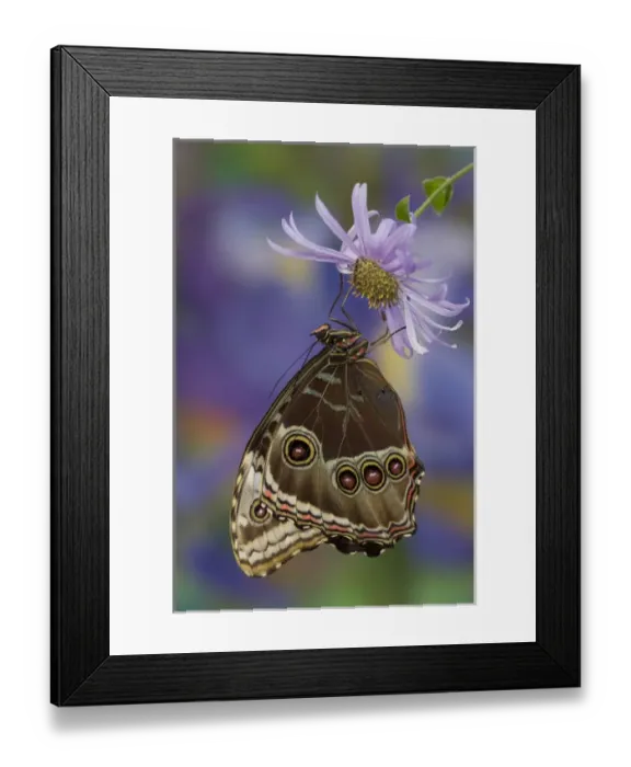 Framed Print : Blue Morpho Butterfly, Morpho peleides, wings closed Framed Print : Blue Morpho Butterfly, Morpho peleides, wings closed