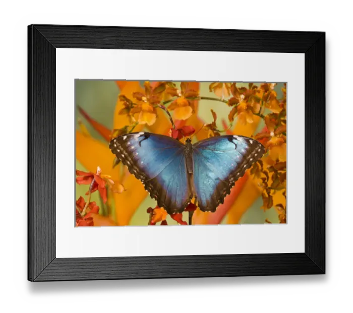 Framed Print : Blue Morpho Butterfly, Morpho peleides, on Orchid Framed Print : Blue Morpho Butterfly, Morpho peleides, on Orchid