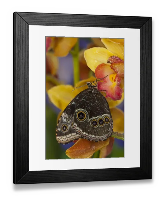 Framed Print : Blue Morpho Butterfly, Morpho peleides, on Orchid with wings closed displaying eye spots Framed Print : Blue Morpho Butterfly, Morpho peleides, on Orchid with wings closed displaying eye spots
