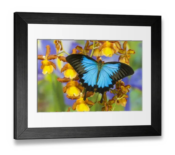 Framed Print : Australian Mountain Blue Swallowtail Butterfly, Papilio ulysses, on Orchid Framed Print : Australian Mountain Blue Swallowtail Butterfly, Papilio ulysses, on Orchid