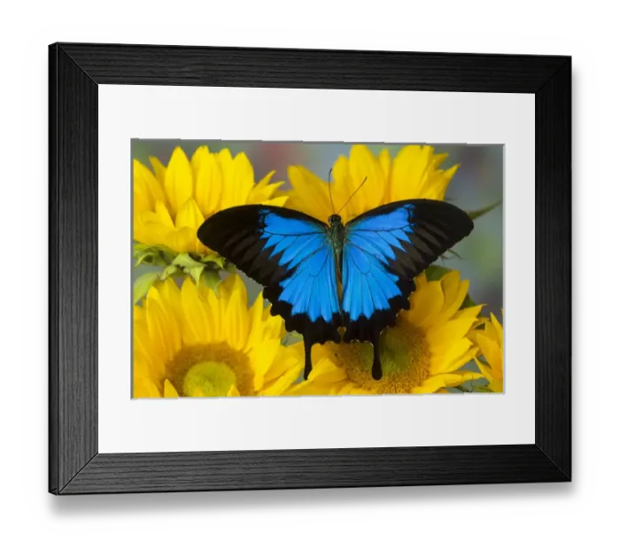 Framed Print : Australian Mountain Blue Swallowtail Butterfly, Papilio ulysses, on sunflower Framed Print : Australian Mountain Blue Swallowtail Butterfly, Papilio ulysses, on sunflower
