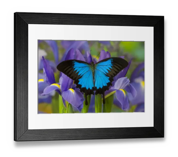 Framed Print : Australian Mountain Blue Swallowtail Butterfly, Papilio ulysses, resting on blue Framed Print : Australian Mountain Blue Swallowtail Butterfly, Papilio ulysses, resting on blue