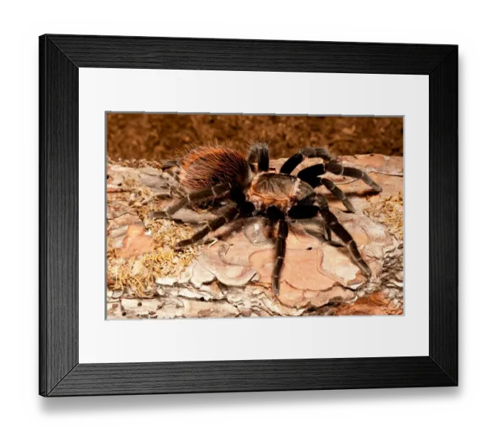 Framed Print : Red RumpTarantula, Brachypelma vagans Framed Print : Red RumpTarantula, Brachypelma vagans