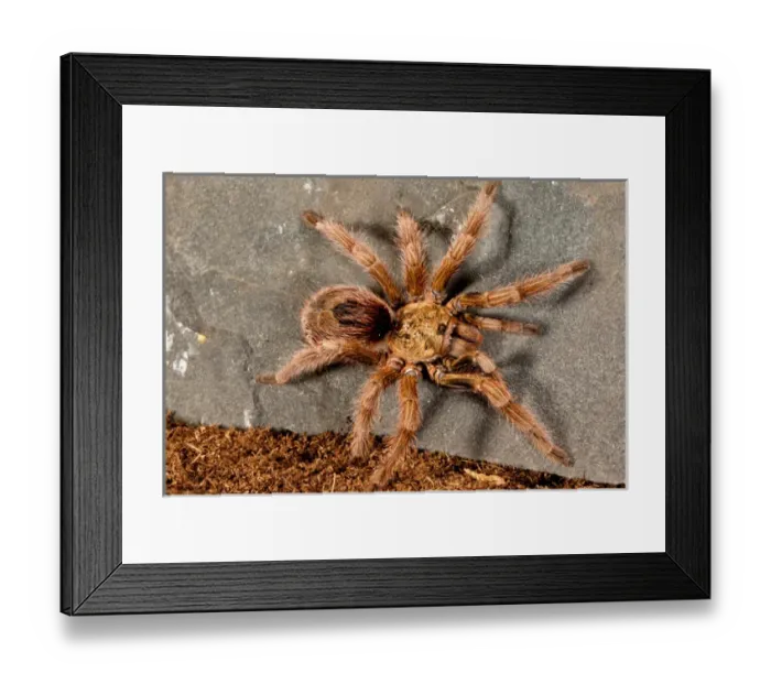 Framed Print : Gold Burst Tarantula, Paraphysa parvula
