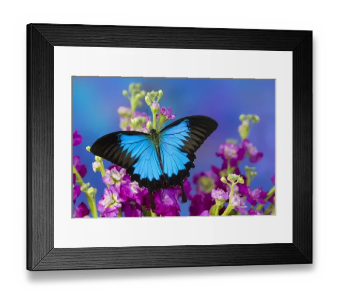 Framed Print : Australian Mountain Blue Swallowtail Butterfly, Papilio ulysses
