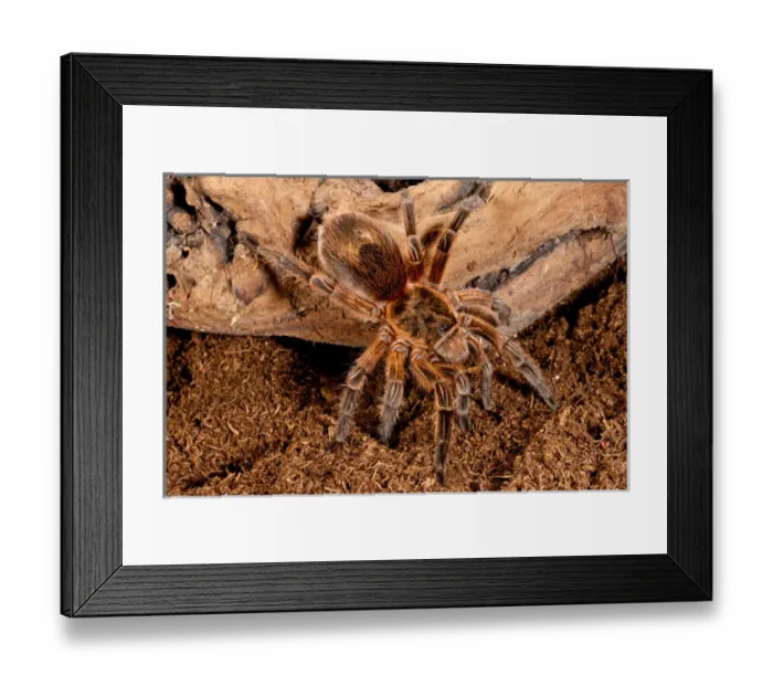Framed Print : Copper Pink Burst Tarantula, Paraphysa scrofa Framed Print : Copper Pink Burst Tarantula, Paraphysa scrofa