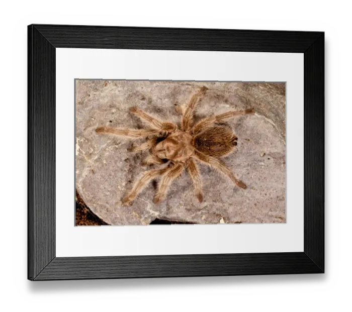 Framed Print : Northern Gold Tarantula, Aphonopelma sp