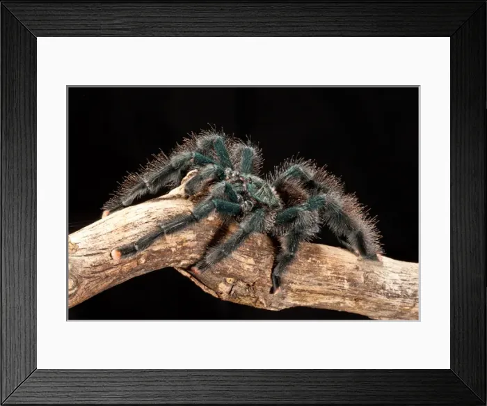 Framed Print : Guyana Pink Toe Tarantula, Avicularia avicularia Framed Print : Guyana Pink Toe Tarantula, Avicularia avicularia