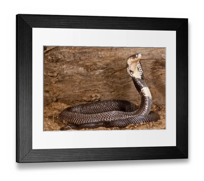 Framed Print : Monacled Cobra, Naja naja kaouthia, Native to Asia Framed Print : Monacled Cobra, Naja naja kaouthia, Native to Asia