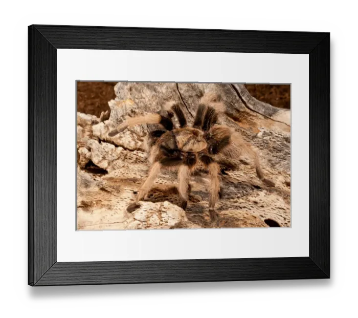 Framed Print : New River Rust Rump Tarantula, Aphonopelma sp Framed Print : New River Rust Rump Tarantula, Aphonopelma sp