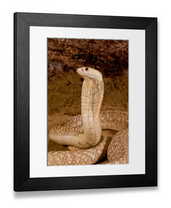 Framed Print : Formosan Cobra, Naja naja formosa, Native to Ceylon Framed Print : Formosan Cobra, Naja naja formosa, Native to Ceylon