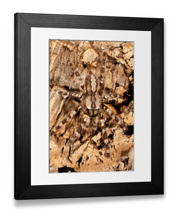 Framed Print : Indian Ornamental Tree Spider, Poecilotheria regalis