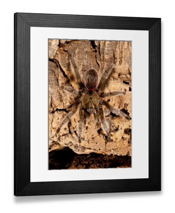 Framed Print : Chilean Beautiful Tarantula, Euathlus truculentus Framed Print : Chilean Beautiful Tarantula, Euathlus truculentus
