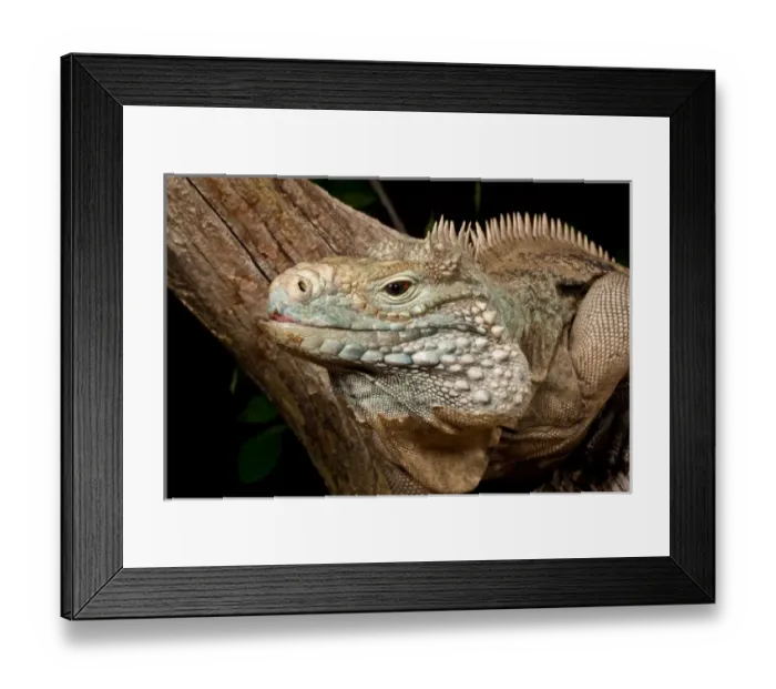Framed Print : Cayman Island Iguana, Cyclura lewisi, Cayman Islands Framed Print : Cayman Island Iguana, Cyclura lewisi, Cayman Islands