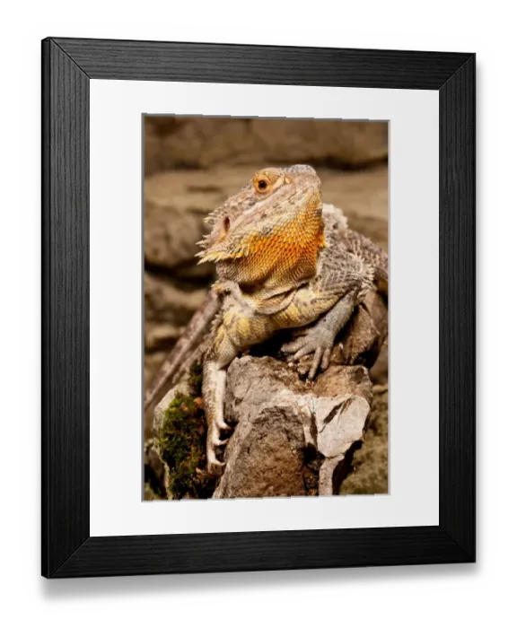 Framed Print : Bearded Dragon, Pogona vitticeps, Native to Australia Framed Print : Bearded Dragon, Pogona vitticeps, Native to Australia