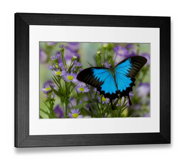 Framed Print : Australian Mountain Blue Swallowtail Butterfly, Papilio ulysses, resting on blue aster