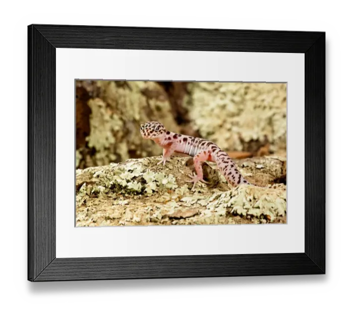Framed Print : Banded Gecko, Coleonyx variegatus, South East Arizona Framed Print : Banded Gecko, Coleonyx variegatus, South East Arizona