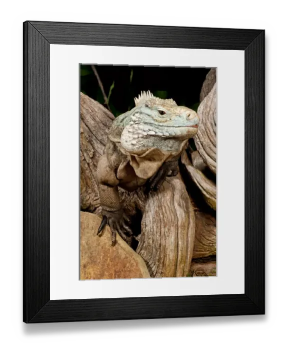 Framed Print : Cayman Island Iguana, Cyclura lewisi, Cayman Islands Framed Print : Cayman Island Iguana, Cyclura lewisi, Cayman Islands